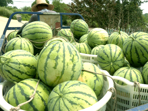 君山區：又是一年“吃瓜”季 崇慶村的西瓜成熟啦！